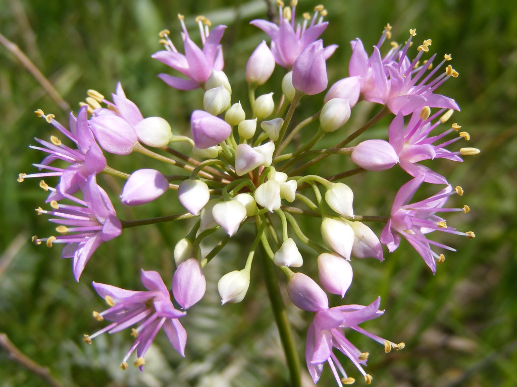 Wild Onion A beautifully delicate prairie flower with an e… Flickr
