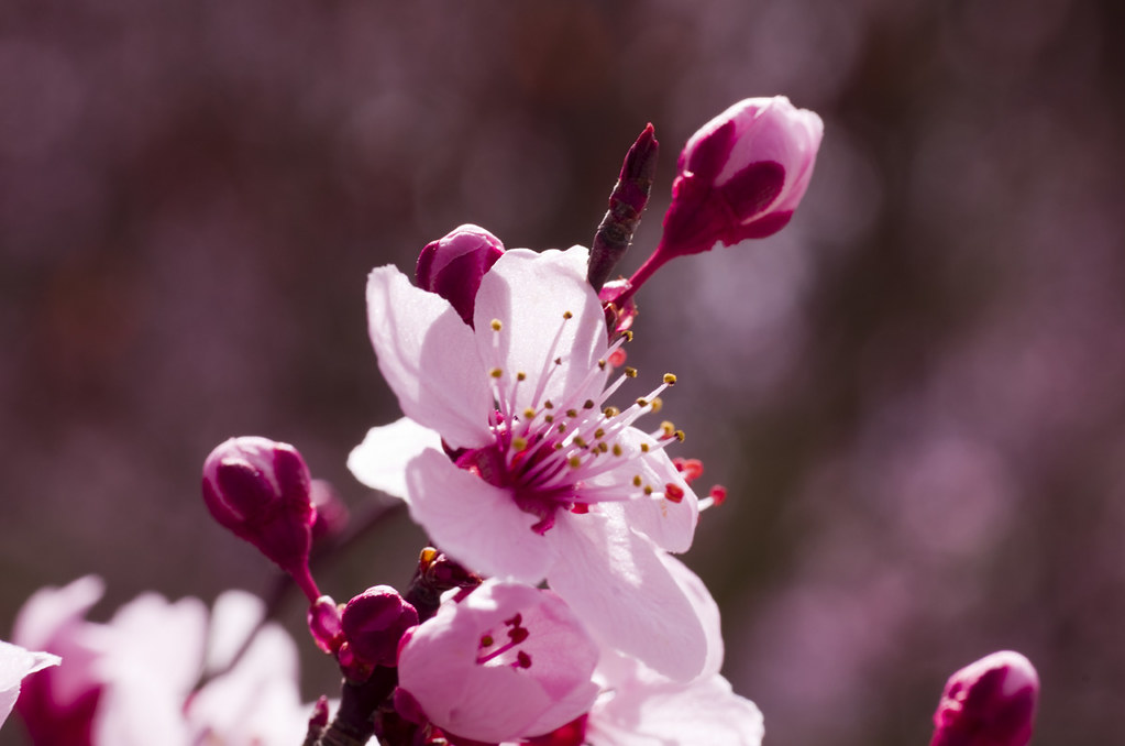 Prunus japonica (Rosaceae) [ENG] Japanese bush cherry or O… Flickr