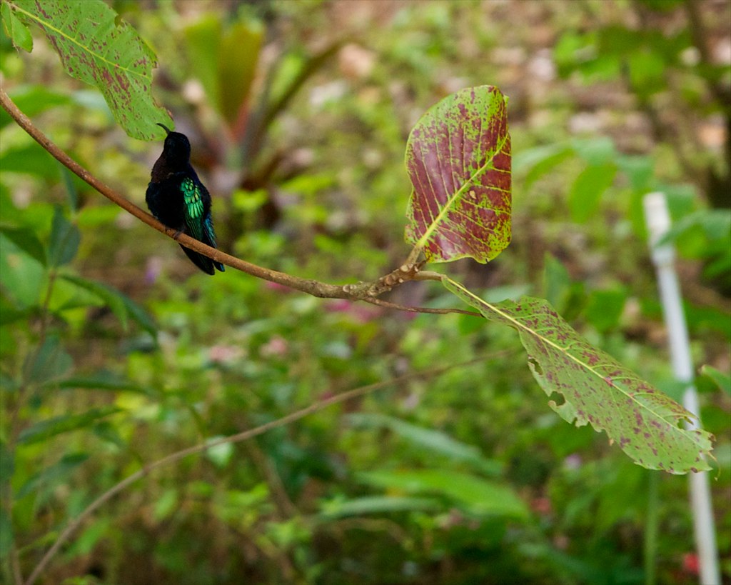 St. Lucia Jungle St. Lucia caribbean island jungle gondola… Karen