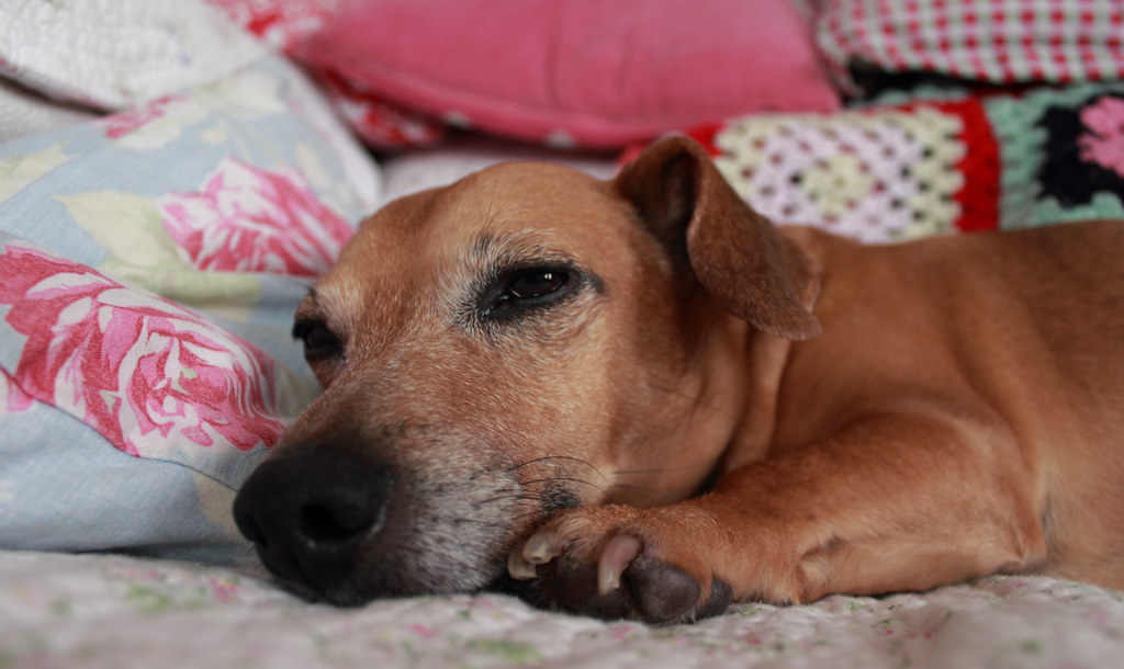 Scooby doo My Dachshund ( sausage dog )cross Jack Russell … Flickr