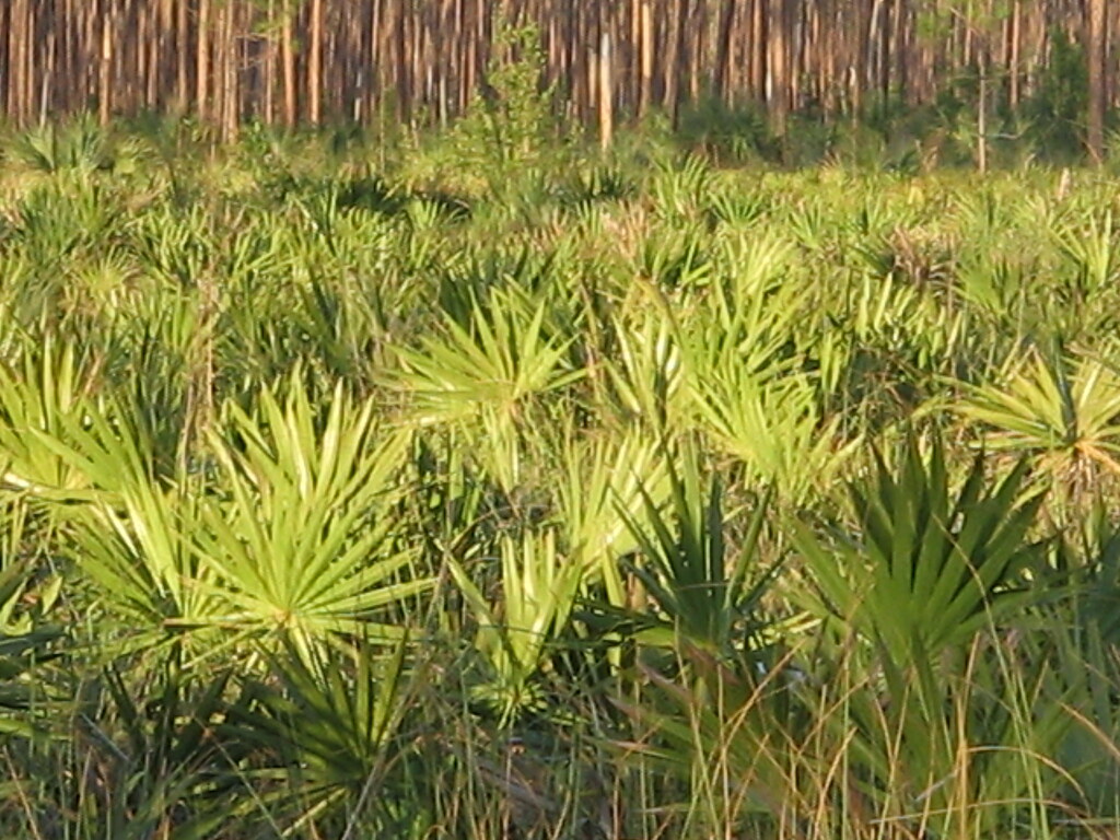 Long Pine Key Nature Trail (9), NPSPhoto Everglades National Park