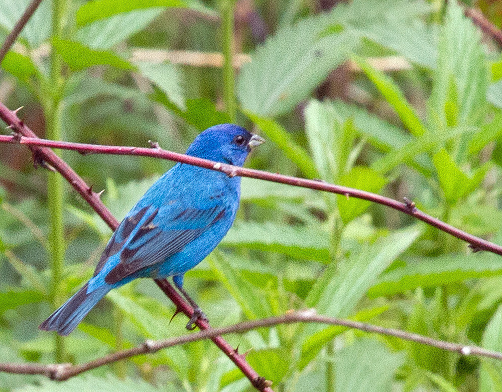Indigo Bunting (Passerina cyanea) Iowa County, Wisconsin… Flickr