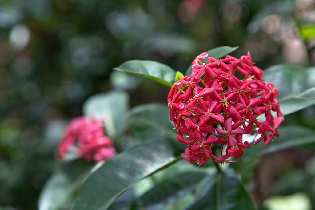 Flowers of Curacao Blende 22 Flickr