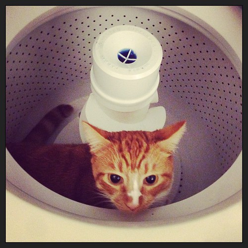 It's cat washing day John Biehler Flickr