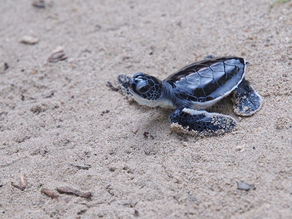 Green Turtle Hatchling Dashing for the sea. Tenggol