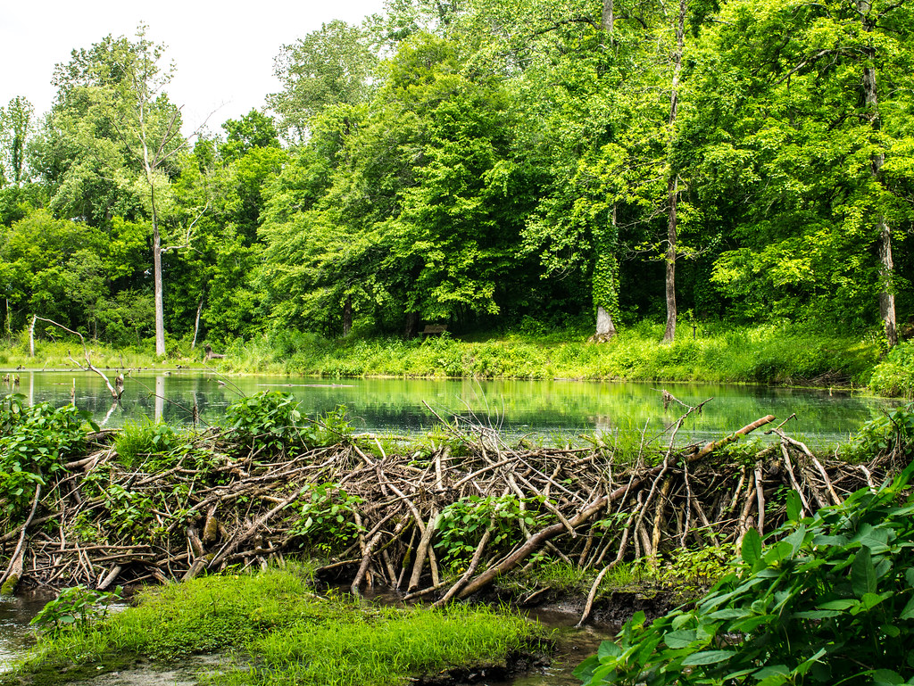 Beaver Dam Rock Spring Pond Joe Rogers Flickr