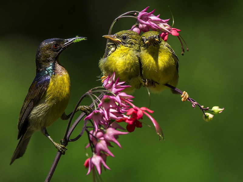 Kolibri | Burung Kolibri - Burung Penghisap Madu - Brown Thr… | Flickr 600_X_800_jpg