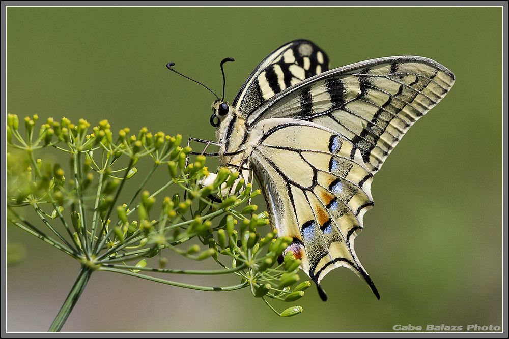 Butterfly on Dill gabebalazs Flickr