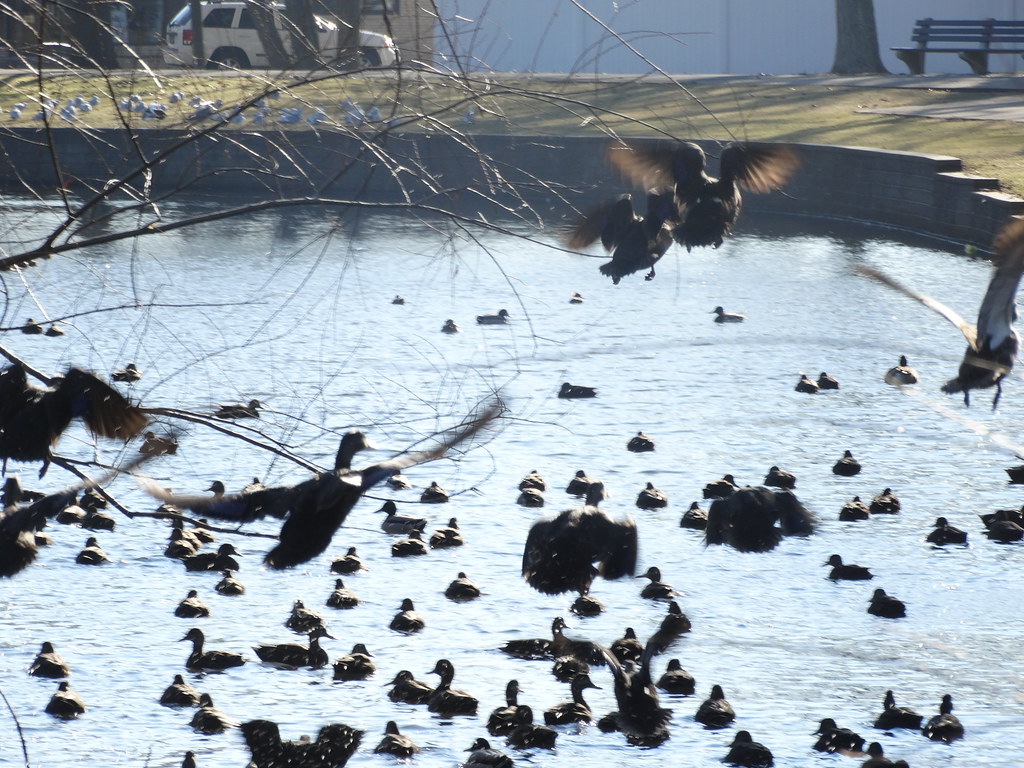 Milburn Lake Creek (48) "Long Island" "Hempstead Harbor"… Flickr