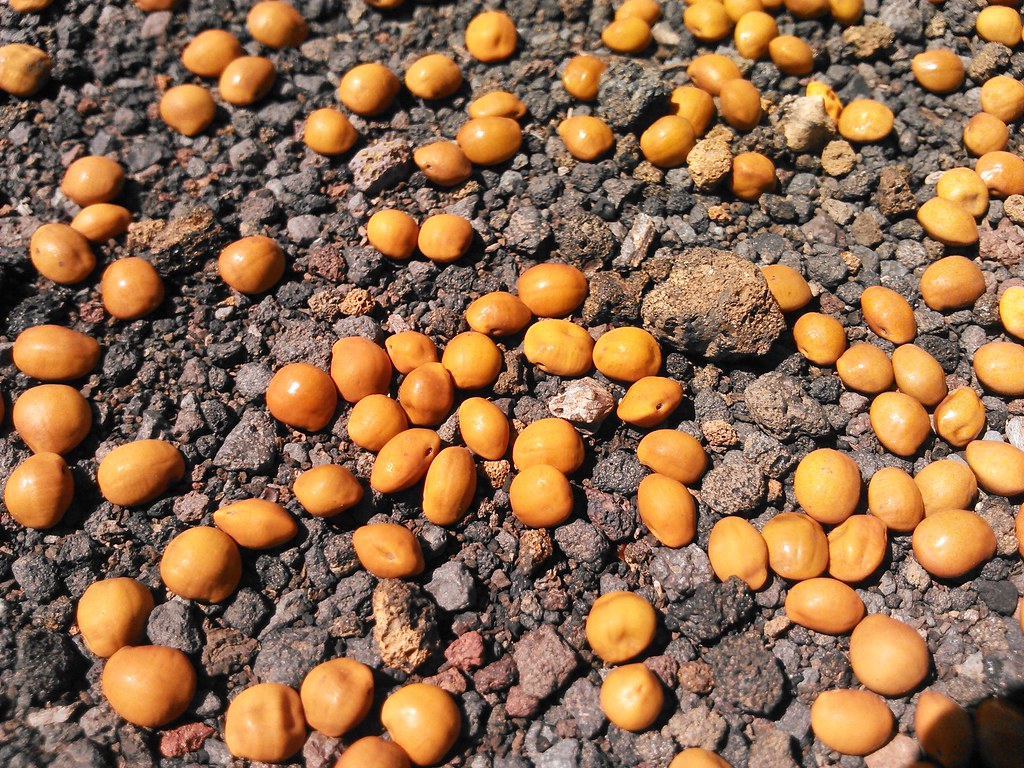 Mamane seeds 4.04.2014 Hawaii Island Lance Tanino Flickr