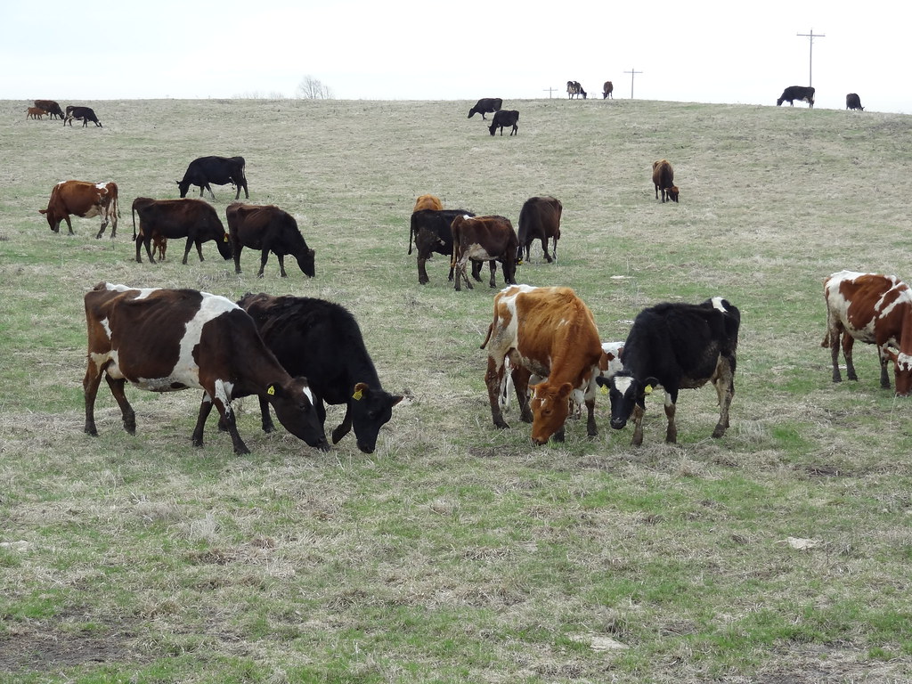 Untitled | Cedar Summit Farm | Flickr