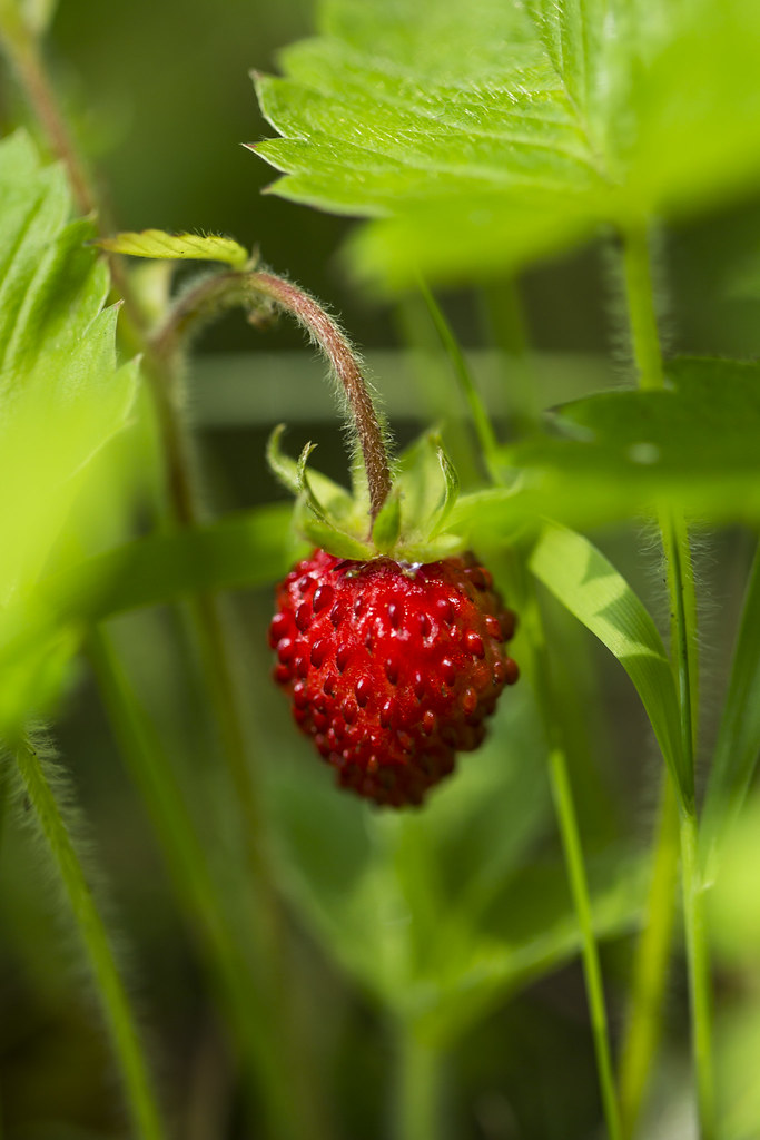 Wild strawberry These tiny wild strawberries are edible bu… Flickr