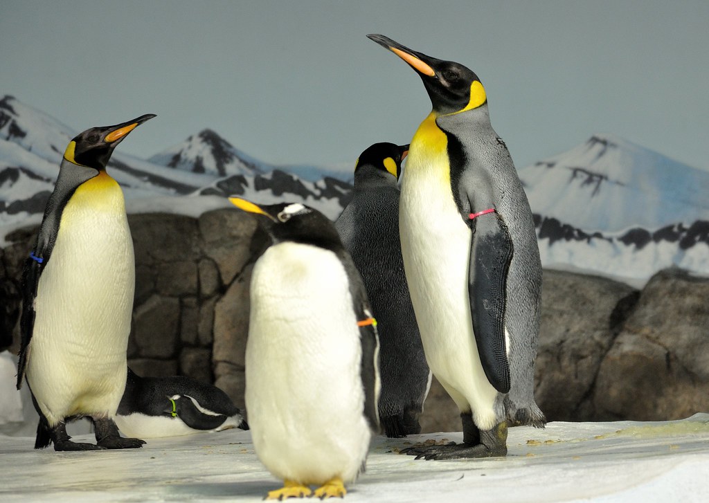 Penguins Kansas City Zoo DiKibbles Flickr