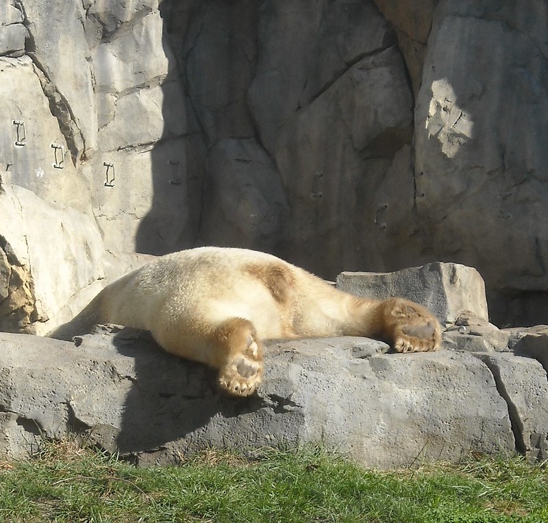 Brookfield Zoo Flickr