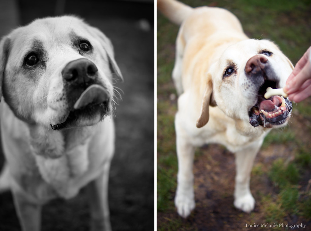 Treats make snapping dogs so much easier! LouiseMelanie Flickr
