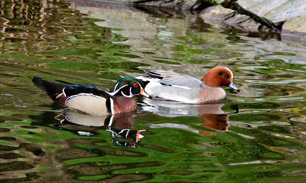 ORNAMENTAL DUCKS Eddie Evans Flickr