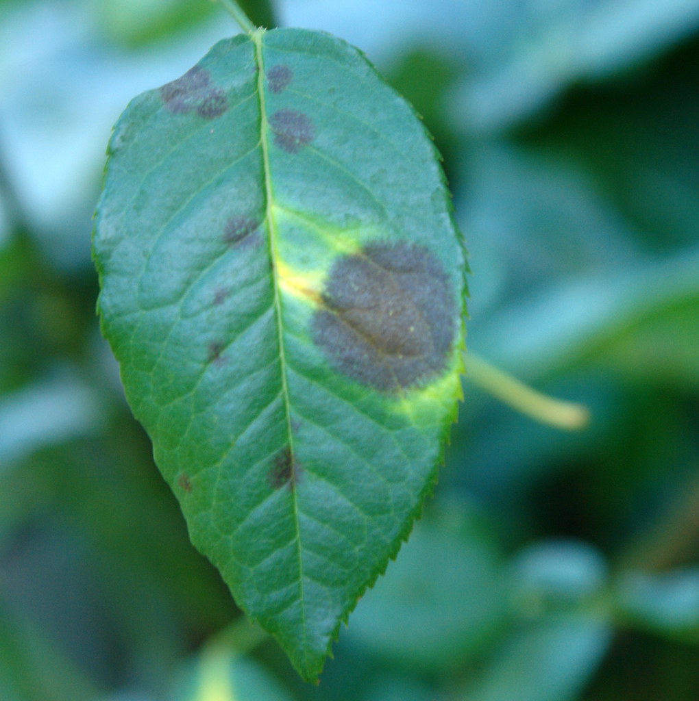 Black spot of rose Pathogen Diplocarpon rosae (fungus) … Flickr