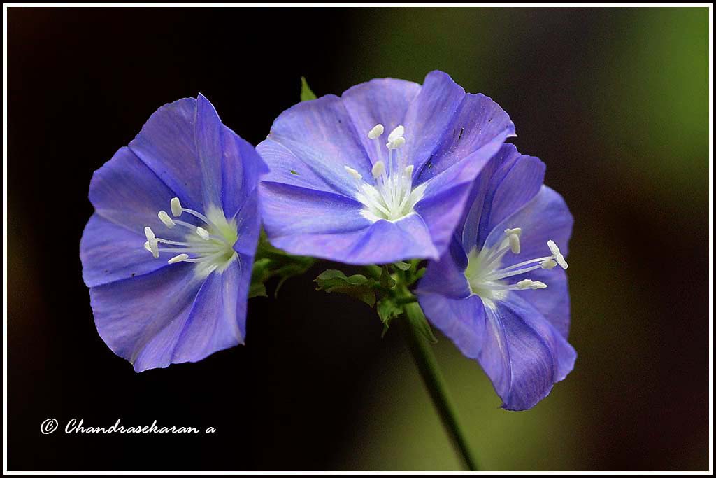 3141 Blue Dawn Flower Ipomoea indica chandrasekaran arumugam Flickr