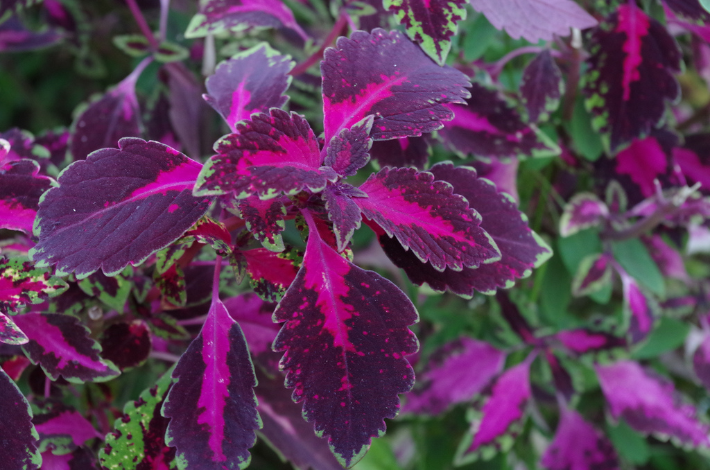 pic pink and purple leaves mccraryl Flickr