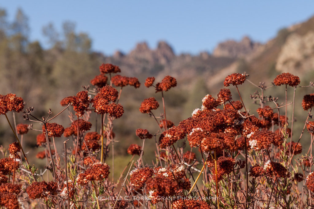 Eriogonum fasciculatum (California Buckwheat) I'm not an e… Flickr