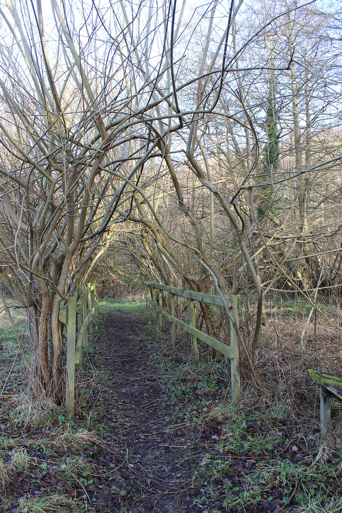 IMG_0314 CoedyGlyn Wood, Wrexham Rebeccawithers Flickr