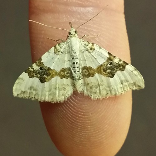 Carpet Moth Brian McLaren Flickr