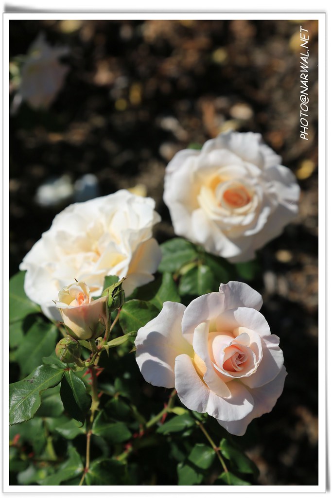 San Jose Heritage Rose Garden San Jose Heritage Rose Garde… Flickr
