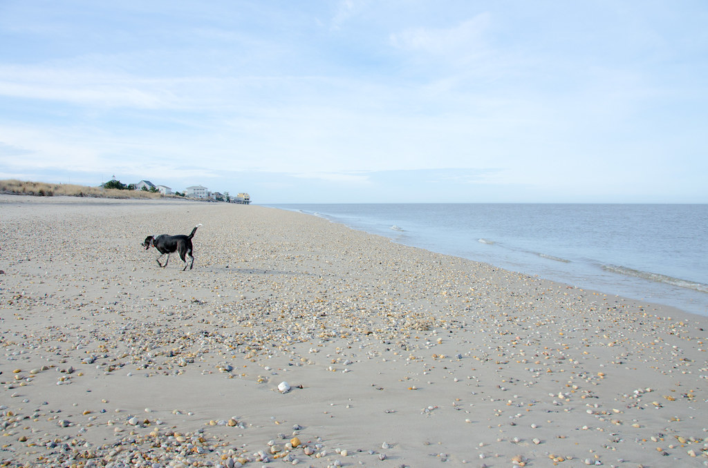 Chia, Broadkill Beach, DE 4 Katie Yaeger Rotramel Flickr