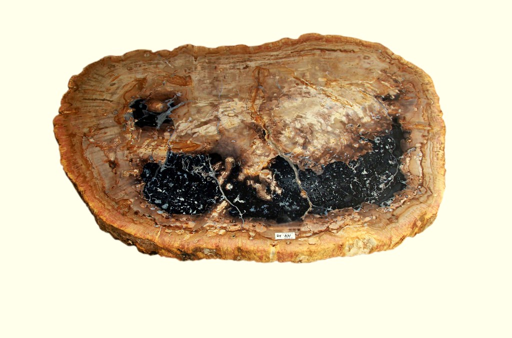 PETRIFIED WOOD TABLE TOPS Flickr