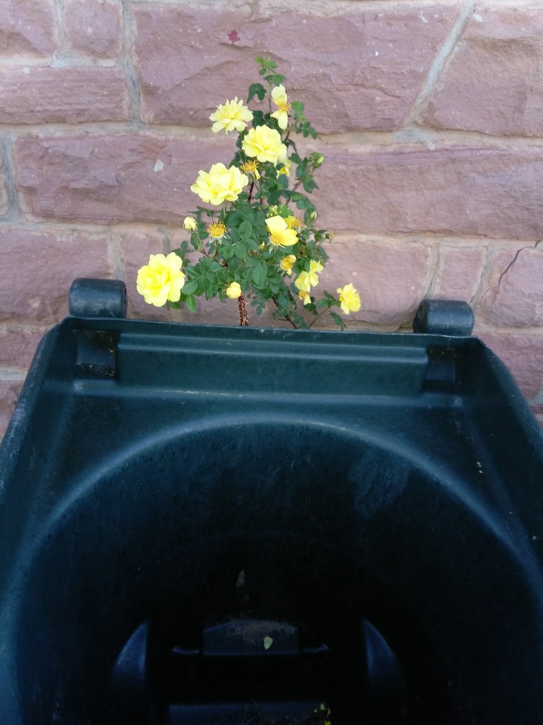 Window Rock AZ Flickr