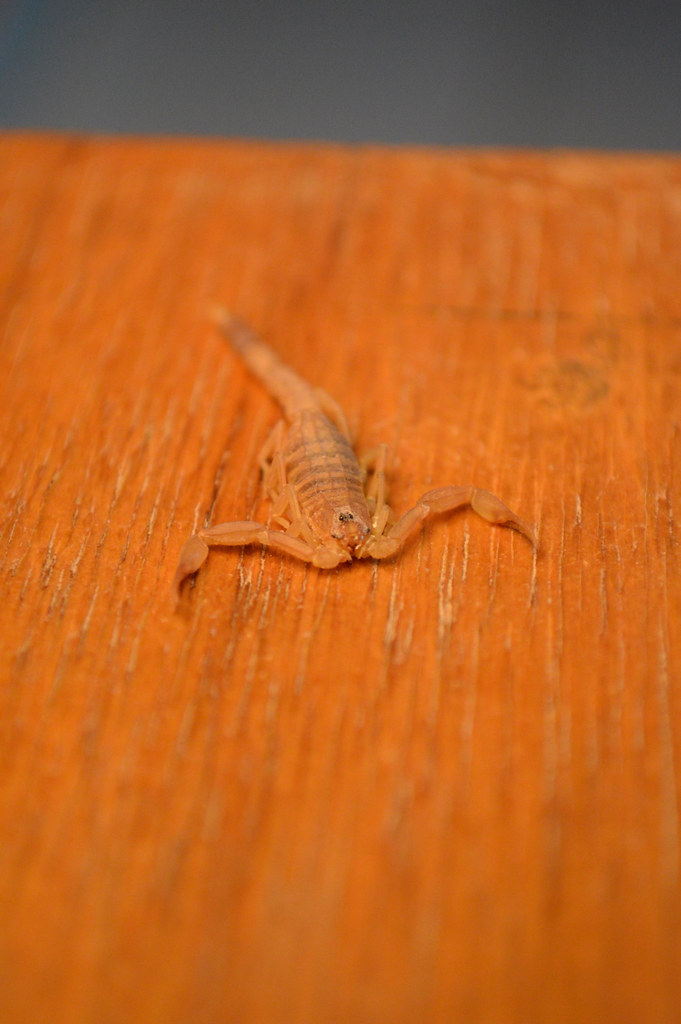 Roommate, Tombouctou Farley Mesko Flickr