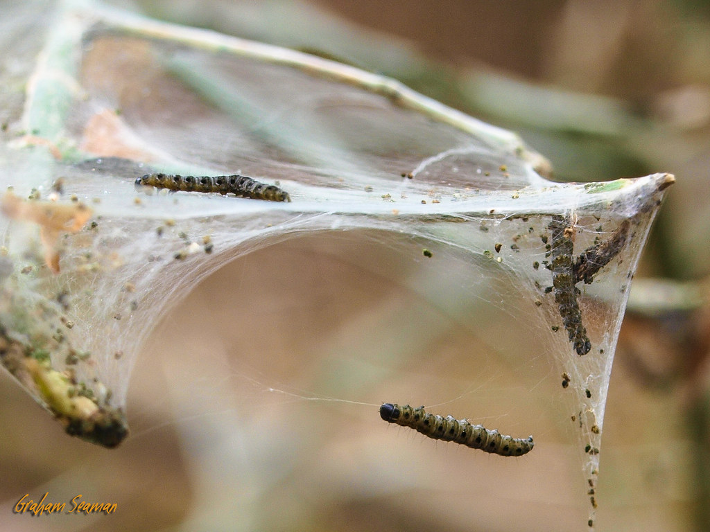 Moth larvae... Macro shot of moth larvae on a tree at Cent… Flickr