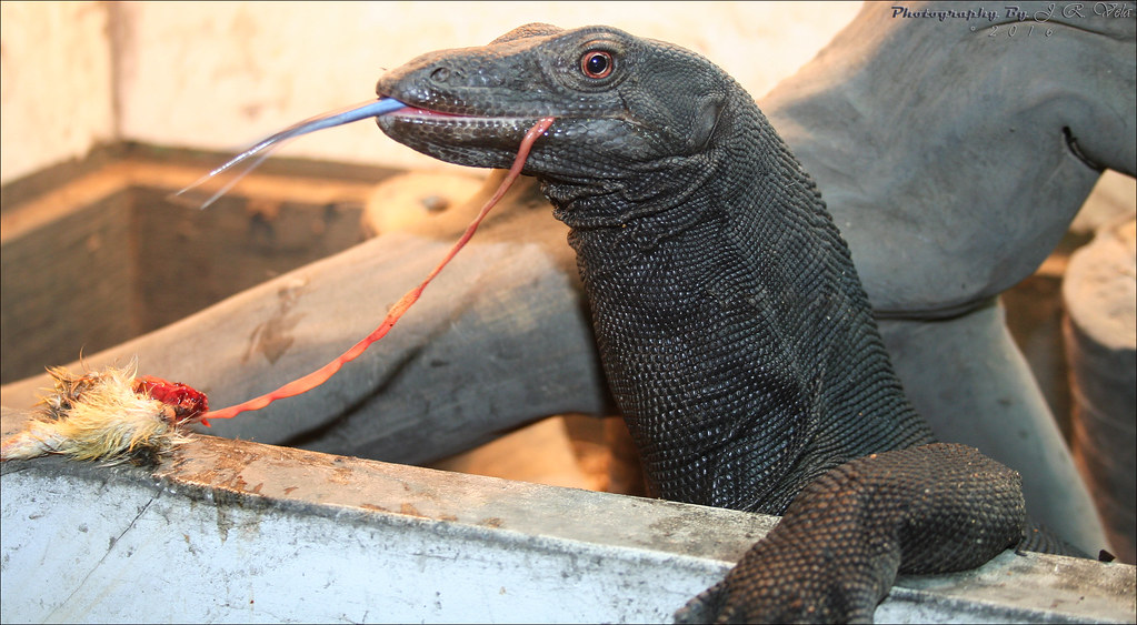 6/5/2016 BDVS2 Female Black Dragon Varanus Salvator Flickr