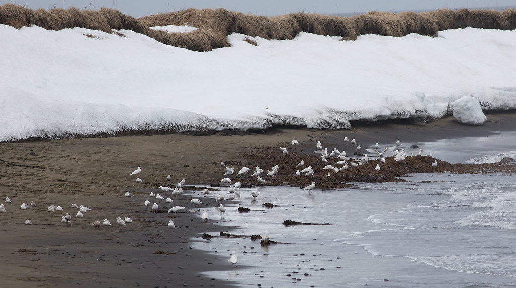 Gulls on ster Beach A flock that included at least 79 G… Flickr