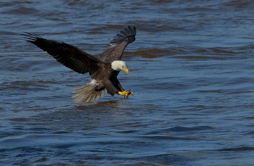 Eagle grab Larry Keller Flickr