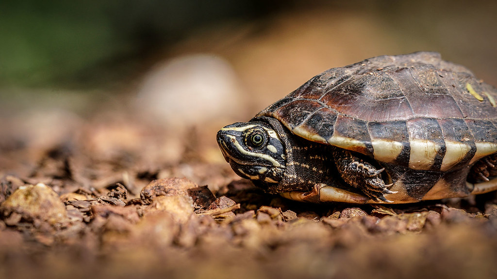 Mekong snaileating turtle The "Mekong snaileating turtle… Flickr