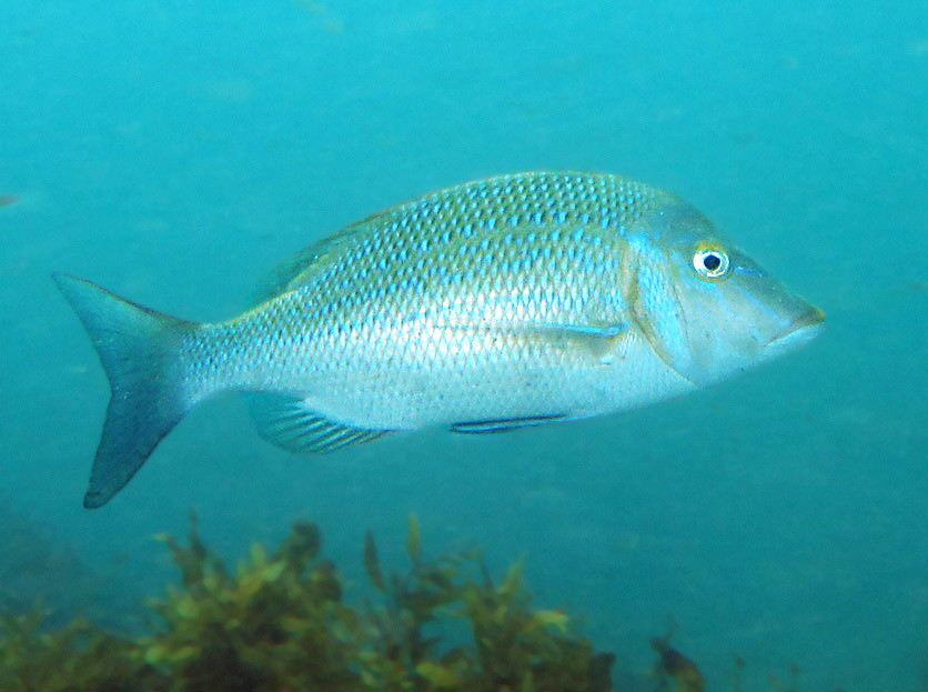 Spangled emperor Lethrinus nebulosus John Turnbull Flickr