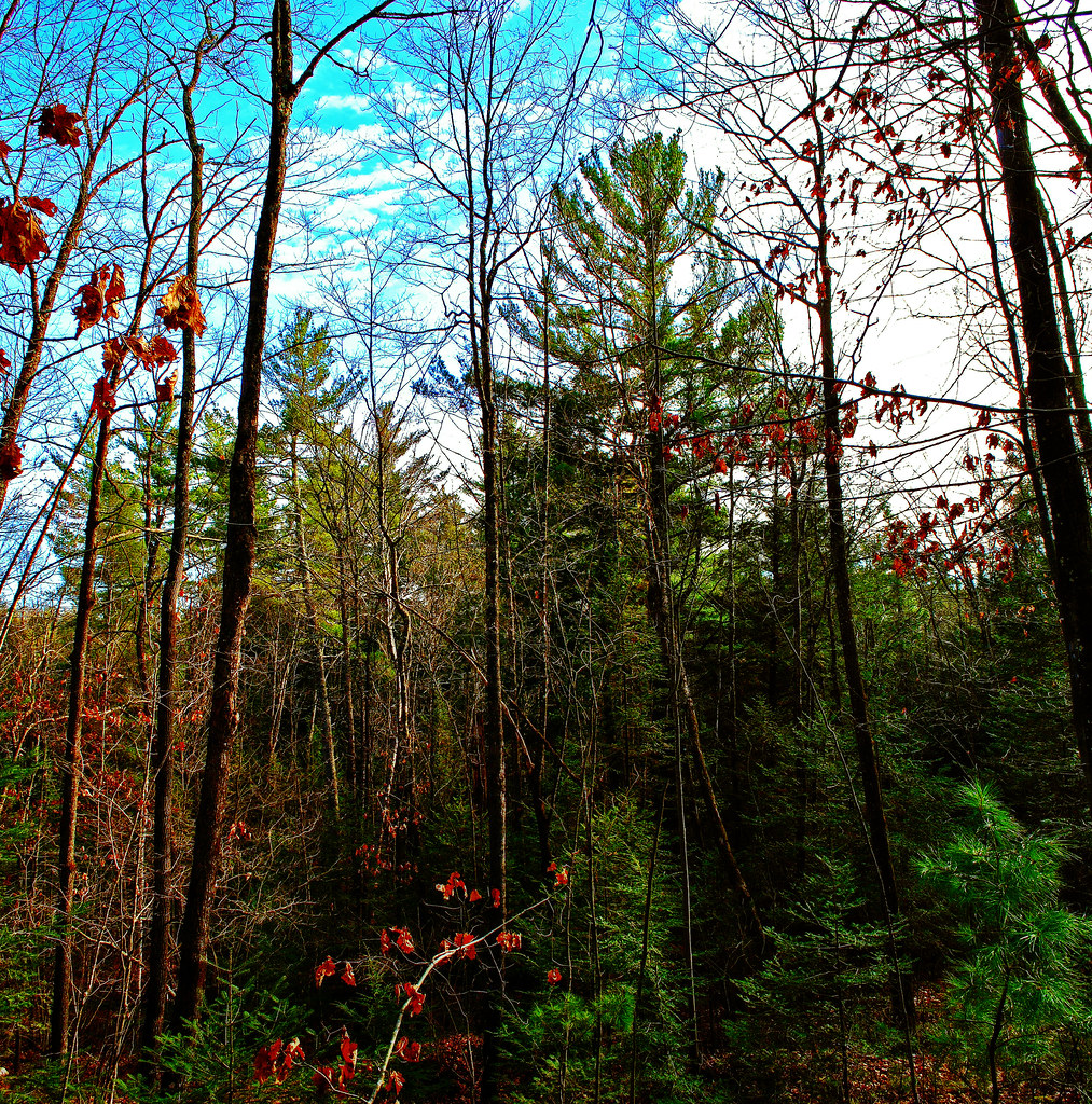 RIchter Lake Hemlocks State Natural Area Taylor Co., WI Aaron