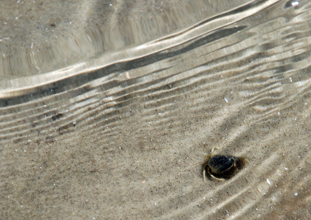 Capers Island, SC Hermit crab Melody McClure Flickr