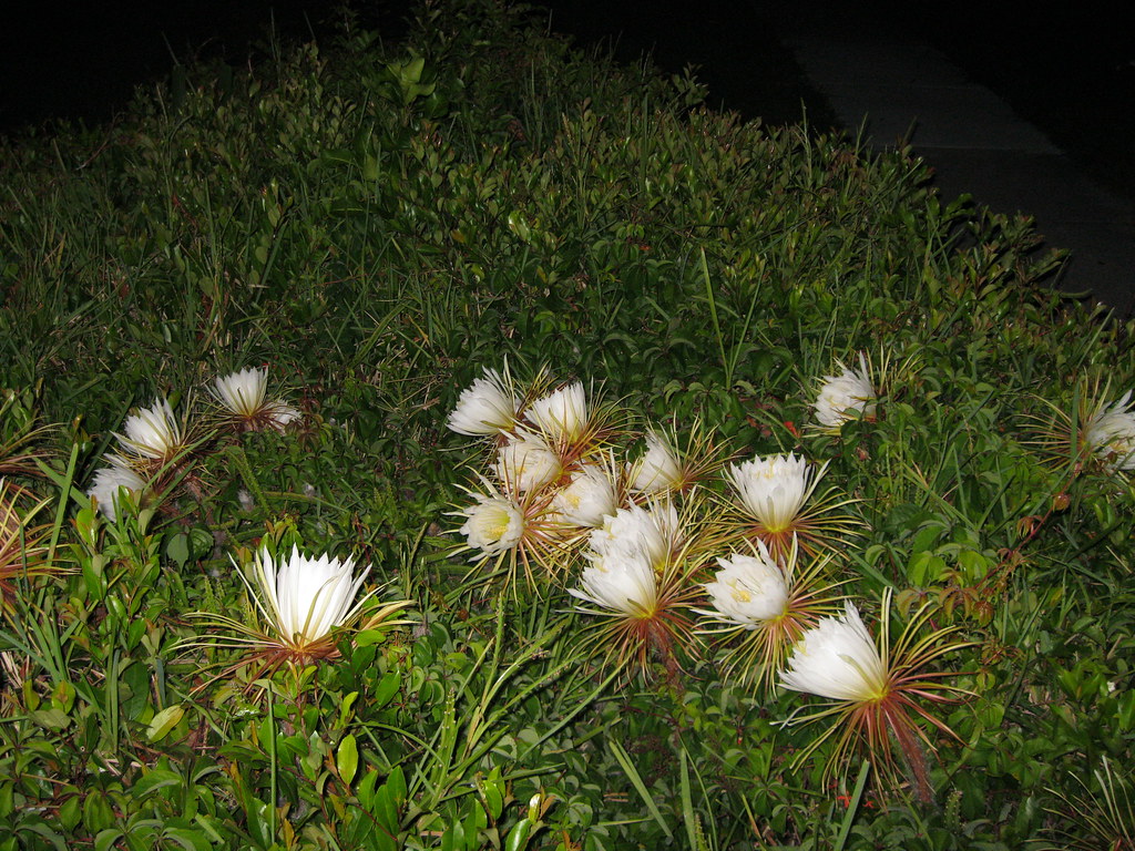cactus blooming Only blooms once a year at night. Largo Fl… Greg F