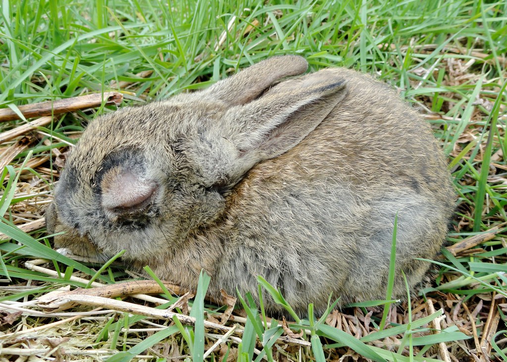 Rabbit with Myxomatosis, Baildon Moor Peter Hughes Flickr