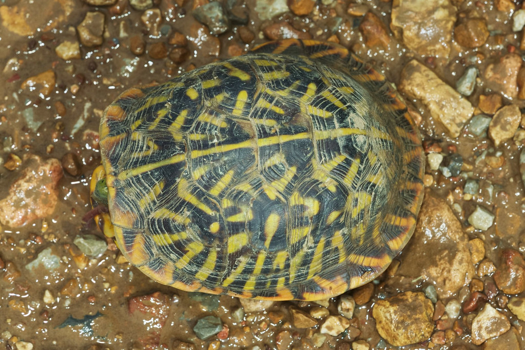 Ornate Box Turtle Benton County, Arkansas, USA Almost ins… Flickr