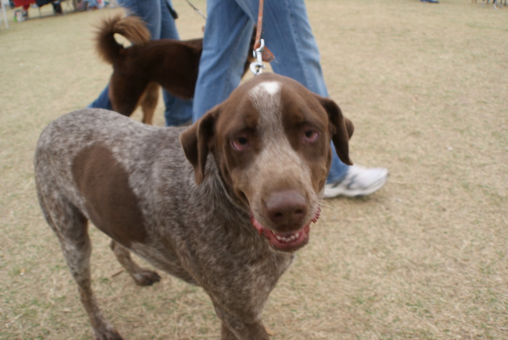 Mighty Texas Dog Walk MarkScottAustinTX Flickr
