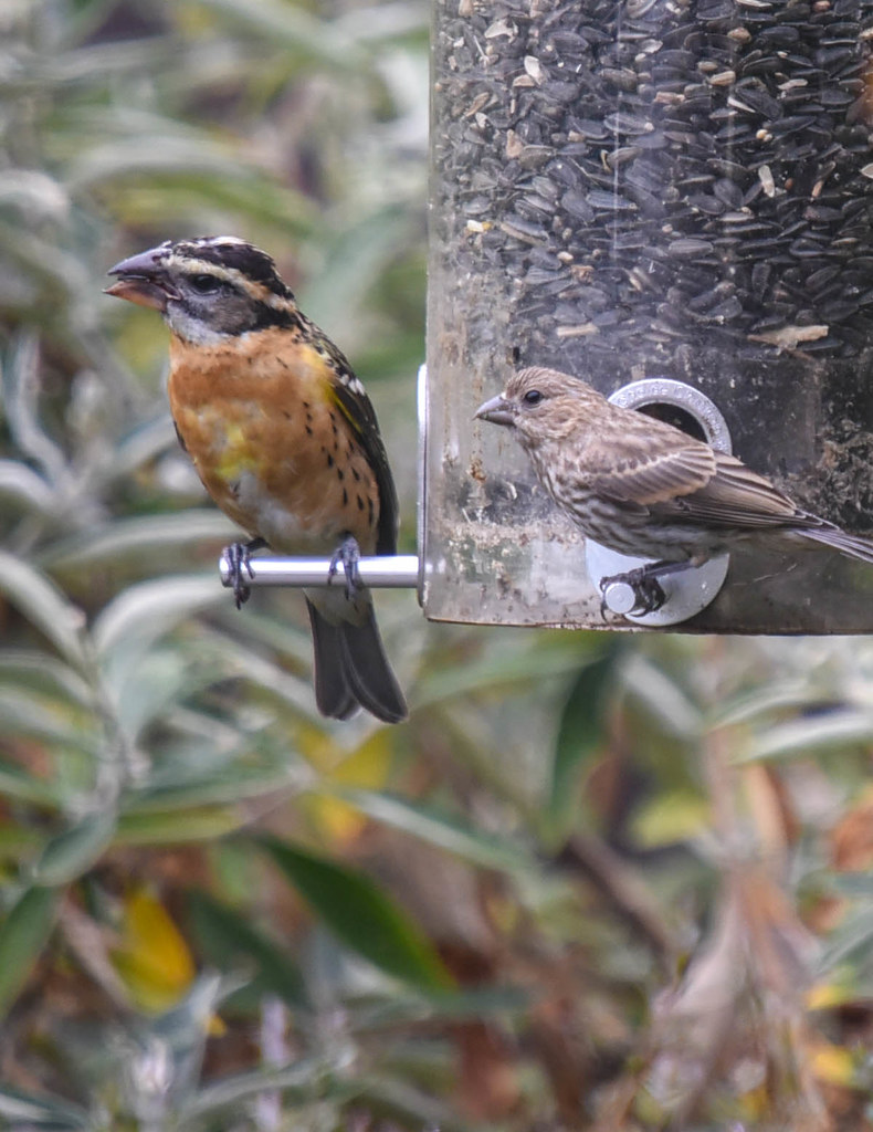 Blackheaded Grosbeak With House Finch. Los Gatos, CA Flickr