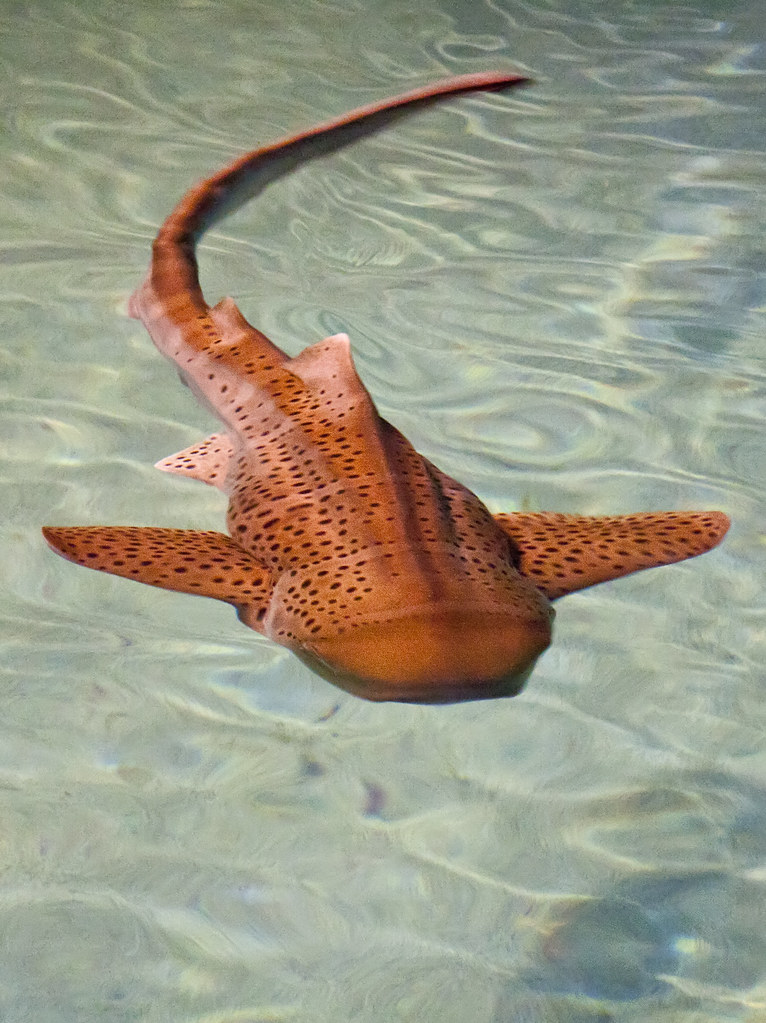 zebra shark, Stegostoma fasciatum, zebra shark, Stegostoma… Flickr