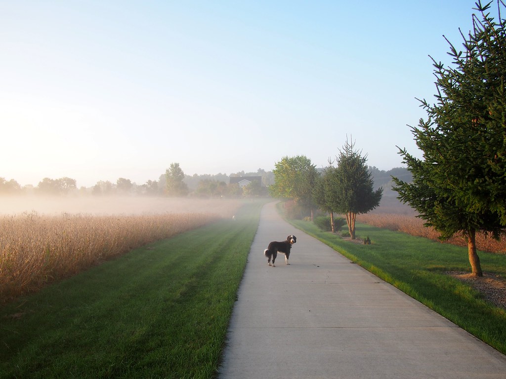 Foggy Morning Walk on Fisk Road Aussiedoodle Trix waiting … Flickr