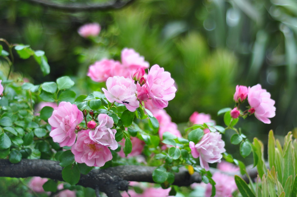 Light pink carpet rose kimanh mumford Flickr