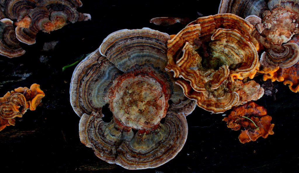 Shelf mushrooms This variety of mushrooms grows only on tr… Flickr