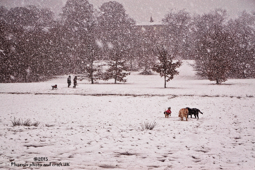 Snow in Yorkshire, England January 2015 Another snowy dog … Flickr