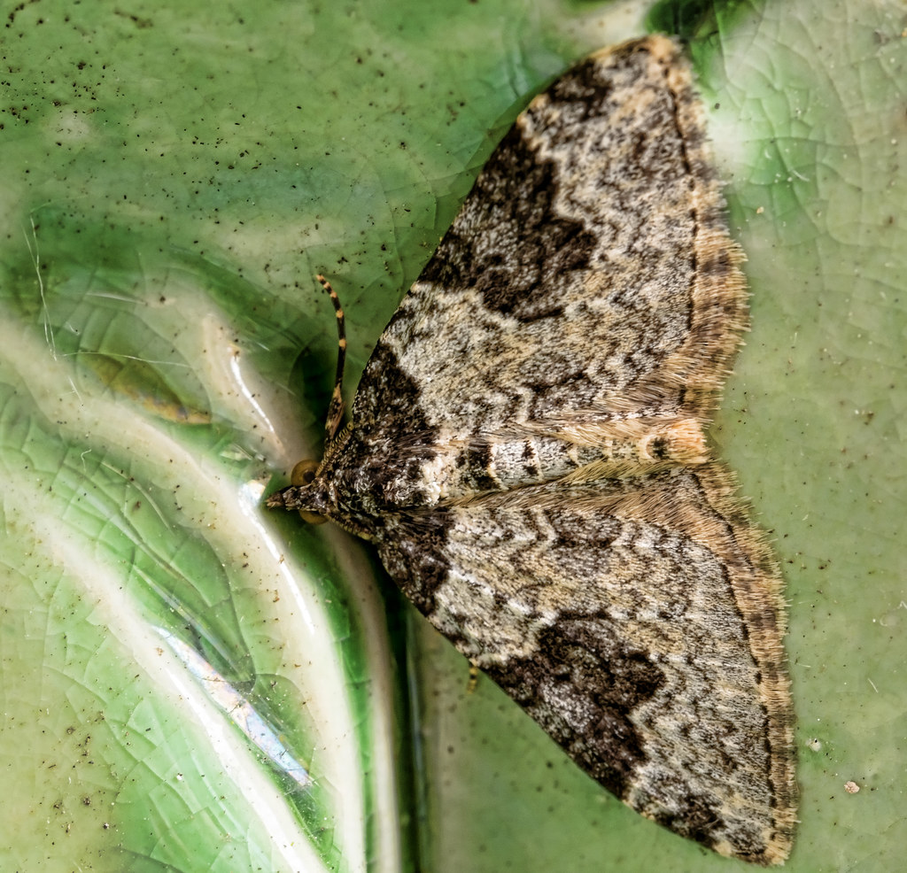 130616a Garden Carpet Moth Stephen Flickr